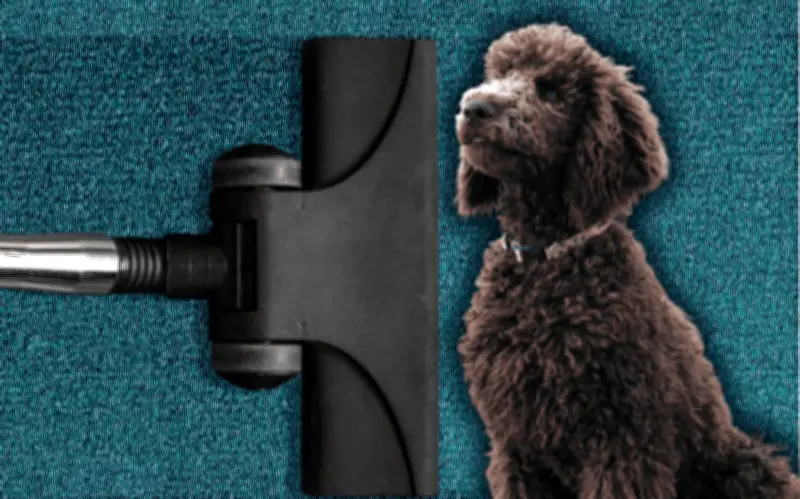 Top 5 razas de perros más limpias para tu hogar