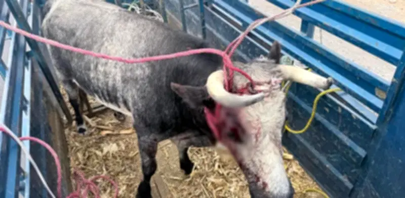 Toro suelto causa caos en carretera México-Querétaro