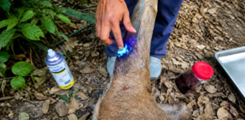 Un ciervo rojo, el caso número 11 de animal silvestre con gusano barrenador