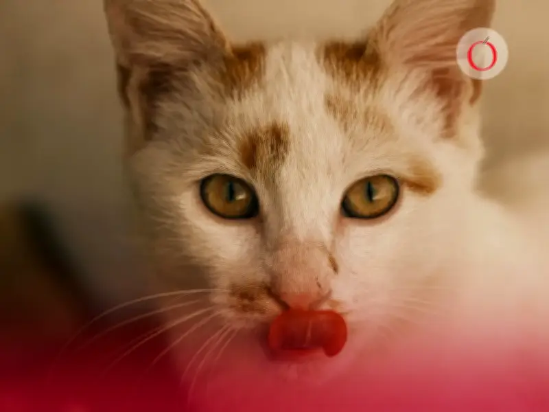 Vacuna para gatos contra insuficiencia renal crónica