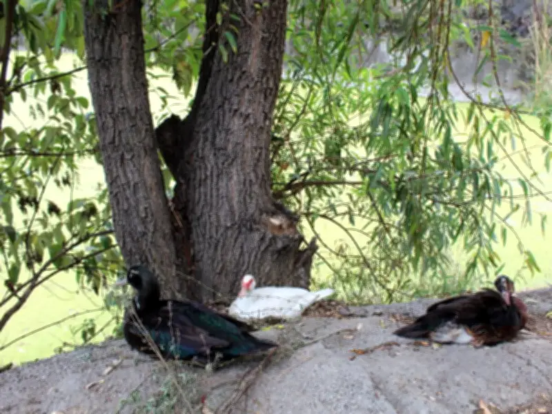 Vecinos denuncian abandono en lago de Huayamilpas; alcaldía anuncia proyecto de rescate