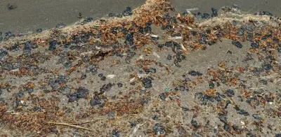 A dos meses del derrame, crudo y sargazo reaparecen en playas de Coatzacoalcos