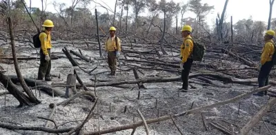 Alerta en Calakmul: tala ilegal y ecocidio amenazan la reserva