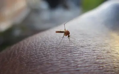 Aromatizante casero: repelente natural de mosquitos para el calor