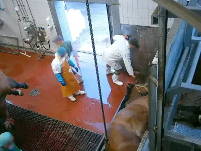 Caballos dopados con cocaína en Italia: riesgo para consumo humano