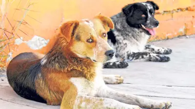 CDMX: adiós a prohibir mascotas al rentar, nueva ley las protege