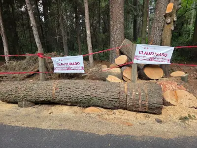 Clausuran zona de tala ilegal en El Ocotal, Cuajimalpa