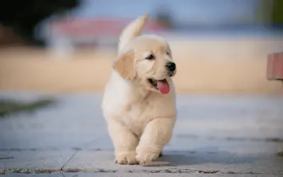 Cómo detectar ansiedad en tu perro y qué hacer al respecto