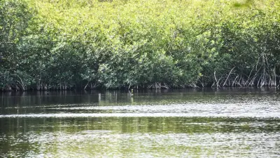 Comunidades de Yucatán restauran manglares dañados por huracanes