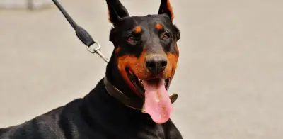 Confirman primer caso de gusano barrenador en CDMX en perro dóberman