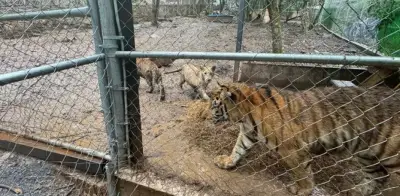 Detienen a líder del Cártel del Noroeste en NL; aseguran 7 tigres
