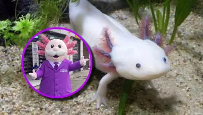 Dr. Simi se disfraza de ajolote y se vuelve viral en redes sociales