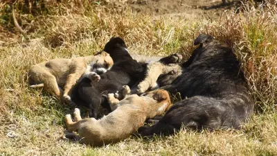 Edomex endurece castigos por maltrato animal: multas hasta 35 mil pesos