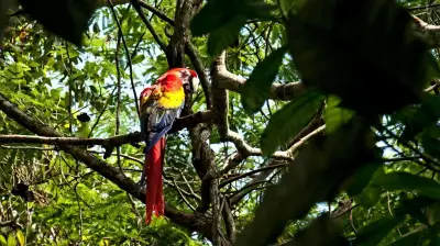 Fauna y flora en peligro en Mahahual con proyecto Perfect Day de Royal Caribbean