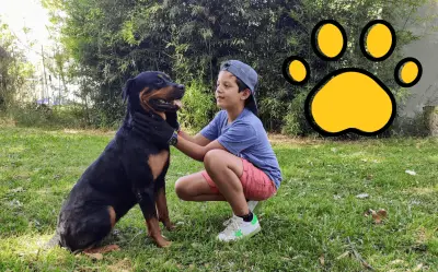 Guía para adoptar perro en Guadalajara: refugios y requisitos