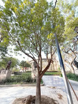 Guadalajara reemplaza árbol caído en Rotonda de Jaliscienses Ilustres