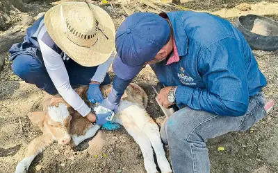 Gusano barrenador causa pérdidas millonarias en México
