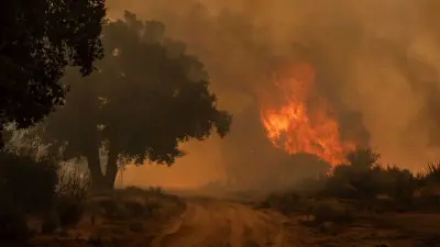 Incendios forestales en México se cuadriplican: de 13 a 51 en dos semanas