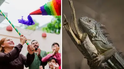 Indignante: rompen piñatas con iguanas vivas en Yucatán