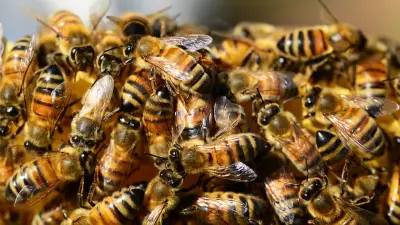 Magistrada muere al proteger a su hijo de ataque de abejas en Zacatecas