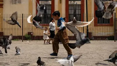 México combate trabajo infantil rumbo al Mundial 2026