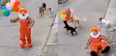 Payaso huye de perros que intentan robarle sus globos en video viral