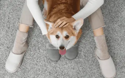 Perros detectan el miedo humano: la ciencia detrás de su olfato