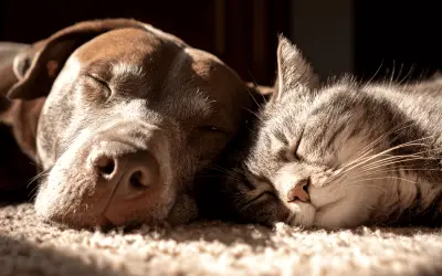 Perros y gatos juntos: las mejores razas para una convivencia armoniosa