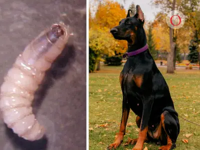 Primer caso de gusano barrenador en CDMX detectado en perro en Tlalpan