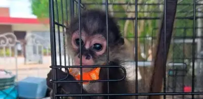 Profepa asegura 482 ejemplares de vida silvestre en siete estados