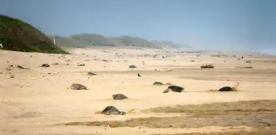 Profepa protege primera arribada de tortugas golfinas en Oaxaca