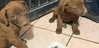 Rescatan a dos cachorros atrapados en drenaje en Durango