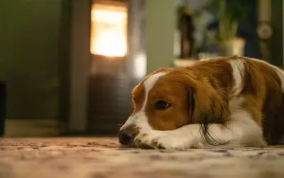 Señales de ansiedad por separación en perros: cómo identificarlas