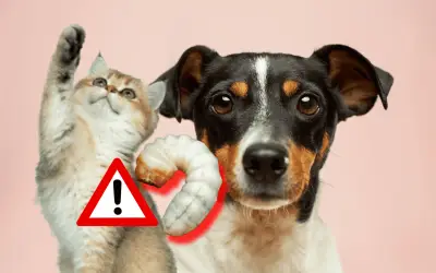 Síntomas del gusano barrenador en perros o gatos: cómo prevenirlo