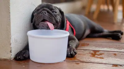 SSC CDMX: claves para proteger a los perros del calor extremo