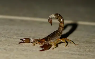 Tips naturales para evitar alacranes en temporada de calor