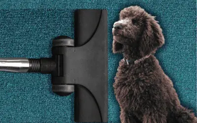 Top 5 razas de perros más limpias para tu hogar