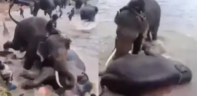 Turista muere aplastada por elefante en campamento en India
