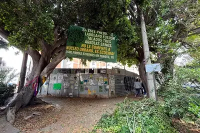 Vecinos alertan por poda excesiva de laureles en su colonia
