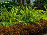5 plantas duraderas y bonitas para regalar a mamá el 10 de Mayo