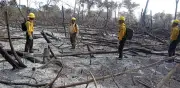 Alerta en Calakmul: tala ilegal y ecocidio amenazan la reserva