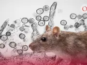 Alerta global por brote de hantavirus en crucero con alta letalidad