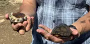 Alerta internacional por saqueo de tortuga Casquito de Vallarta