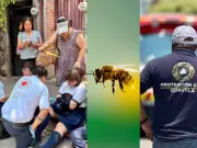 Ataque de abejas en telesecundaria de Cuautla deja 100 afectados