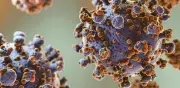 Brote de hantavirus en crucero activa operativo sanitario en Canarias