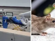 Brote de hantavirus: síntomas, contagio y qué debes saber