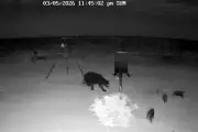 Captan a oso devorando cría de jabalí en video impactante