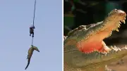 Capturan a cocodrilo en Sudáfrica con restos humanos en su estómago