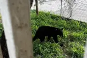 Capturan a oso en Santa Catarina y lo devuelven a su hábitat