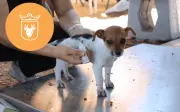 Caravana de Salud Animal en Parque Real: servicios gratis